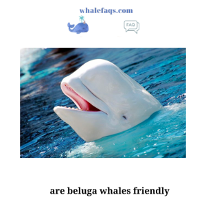 are beluga whales friendly