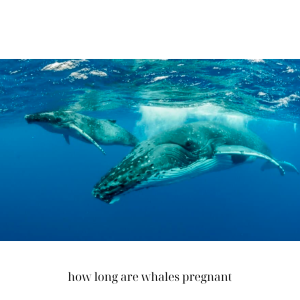 How Long Are Whales Pregnant?