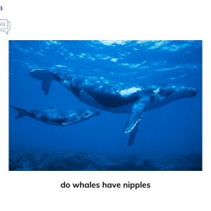 do whales have nipples