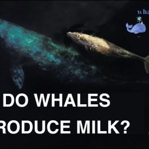 Do Whales Produce Milk?
